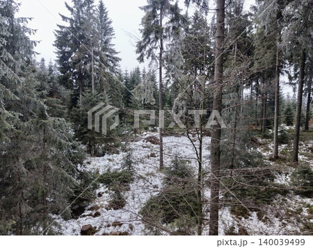 Quiet snowcovered woods featuring animal tracks and lush moss patches during peaceful walk Quiet snowcovered woods featuring animal tracks and lush moss patches during peaceful walk 140039499