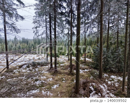 Winter forest scene. Snowcovered pine woodland path. Quiet woodland trail through frosty pines Winter forest scene. Snowcovered pine woodland path. Quiet woodland trail through frosty pines 140039502