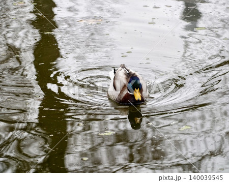 Mallard amidst gentle ripples. Male duck glides through rippling water reflections under overcast sky 140039545