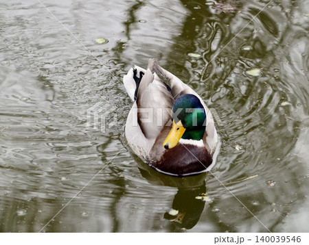 Closeup shot of mallard with glowing green head and textured feather pattern in natural light 140039546