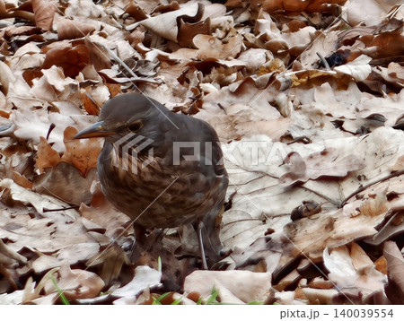 Immature songbird takes tentative strides across leafstained terrain while hunting for nourishment 140039554