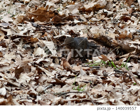 Bird hides well. Songbird camouflaged within fallen leaves blending into forest floor environment Bird hides well. Songbird camouflaged within fallen leaves blending into forest floor environment 140039557