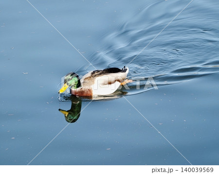 Gentle pond scene with glossy green head duck. Peaceful image of mallard gliding over mirrorlike water 140039569