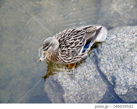 Mallard examines rocky coast. Female mallard attentively surveys uneven rocks and calm water interface Mallard examines rocky coast. Female mallard attentively surveys uneven rocks and calm water interface 140039581