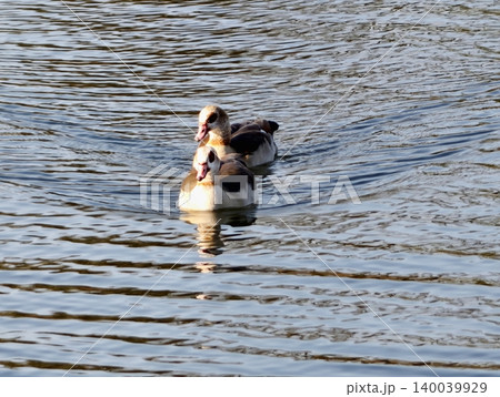 Gentle scene illustrating two Egyptian geese gliding smoothly over radiant sunlit rippling water Gentle scene illustrating two Egyptian geese gliding smoothly over radiant sunlit rippling water 140039929