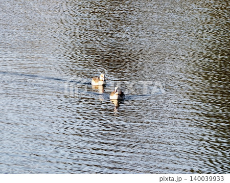 Egyptian geese on tranquil lake. Delicate Egyptian geese move across expansive water bodies peacefully Egyptian geese on tranquil lake. Delicate Egyptian geese move across expansive water bodies peacefully 140039933