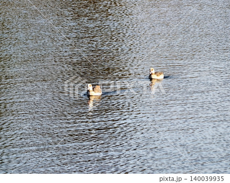 Peaceful evening reflection of birds. Gentle light illuminates peaceful resting birds on water surface Peaceful evening reflection of birds. Gentle light illuminates peaceful resting birds on water surface 140039935