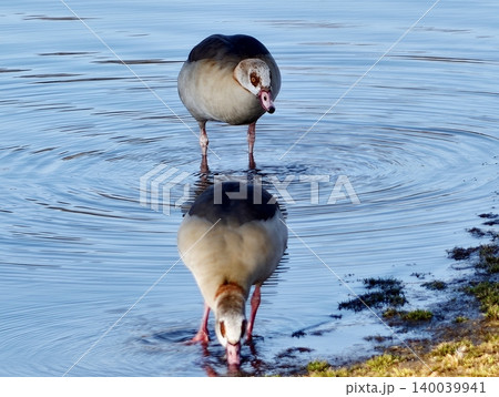 Water mirror shows geese symmetry. Peaceful shoreline captures mirrored Egyptian geese with sunlight Water mirror shows geese symmetry. Peaceful shoreline captures mirrored Egyptian geese with sunlight 140039941