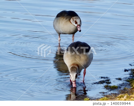 Two Egyptian geese stand alert at lake edge with tranquil blue surroundings and gentle ripples Two Egyptian geese stand alert at lake edge with tranquil blue surroundings and gentle ripples 140039944
