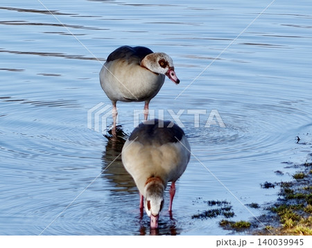 Geese feeding close. Intimate observation of Egyptian geese eating by water with detailed features Geese feeding close. Intimate observation of Egyptian geese eating by water with detailed features 140039945