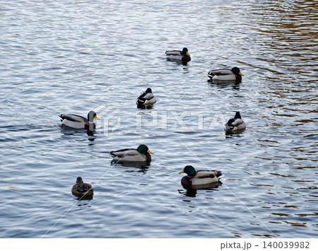 Mallards glide over quiet waters. Mallard ducks peacefully drift across calm and still water surface Mallards glide over quiet waters. Mallard ducks peacefully drift across calm and still water surface 140039982