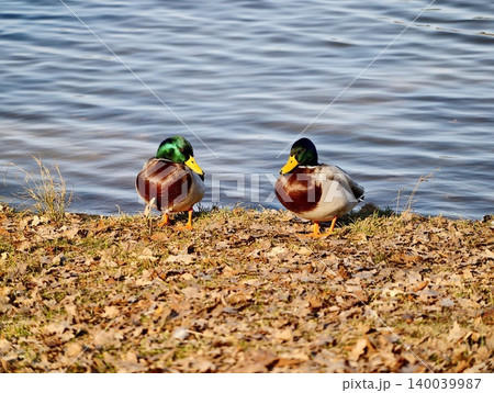 Autumnal ducks in peaceful repose. Male mallards lounge calmly amidst autumn leaves and textured earth 140039987