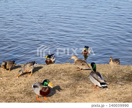 Relaxed ducks enjoying feeding time. Several mallard ducks calmly relax and feed in tranquil pond Relaxed ducks enjoying feeding time. Several mallard ducks calmly relax and feed in tranquil pond 140039990