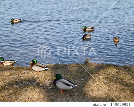 Mallards shifting into water. Moving mallards generate ripples and surface disturbances in water 140039991