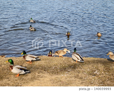Mallards cluster at shallow pond boundary showcasing gentle interactions and natural community 140039993