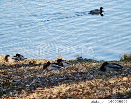 Mallard ducks resting on shore, in autumn park, fallen leaves, calm water, soft ripples, late afternoon light Mallard ducks resting on shore, in autumn park, fallen leaves, calm water, soft ripples, late afternoon light 140039995