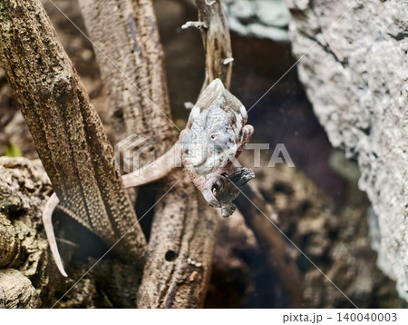 Camouflaged lizard on twig. Camouflaged reptile perched delicately on thin branch with textured skin Camouflaged lizard on twig. Camouflaged reptile perched delicately on thin branch with textured skin 140040003