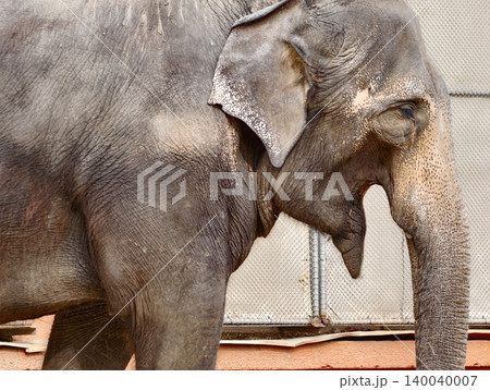 Closeup image showcasing Asian elephant resting in sanctuary with calm demeanor and detailed features 140040007
