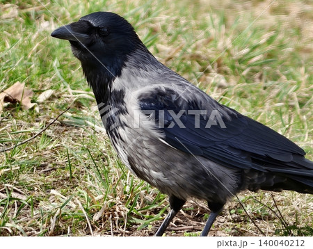 Crow exploring outdoors. Solitary crow in park observes moss with keen eye amidst soft background glow 140040212