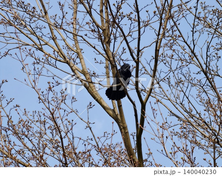 Crow observing environment attentively. Observer crow showing curiosity in its natural outdoor setting 140040230