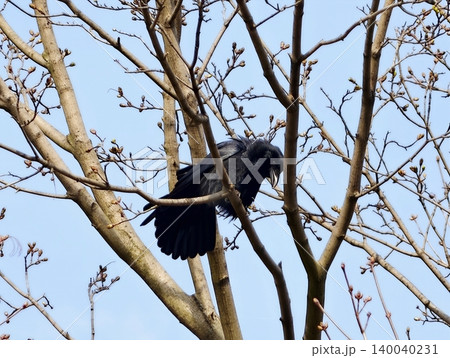 Crow in flight with open wings. Vibrant crow soaring above fresh spring growth with extended wings 140040231