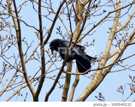 Sharp image of bird feathers. Highresolution photograph highlighting intricate plumage patterns on bird 140040232