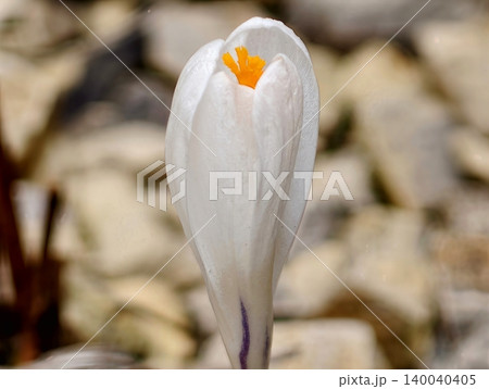 Macro image of white crocus blooming among pebbles under gentle spring sunlight in minimalist setting Macro image of white crocus blooming among pebbles under gentle spring sunlight in minimalist setting 140040405