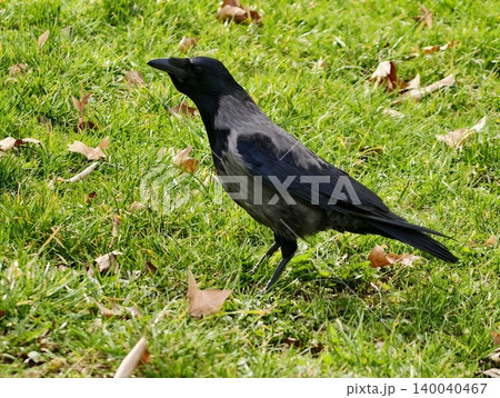 Urban crow moving across lush greens. Black hooded bird walking through vibrant grassy field scene 140040467