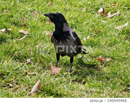 Zealous crow explores its environment. Brighteyed crow examines grass and leaves with keen interest 140040468