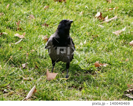 Vocal bird amidst park leaves. Crow with fluffed feathers communicates in warm park setting 140040469