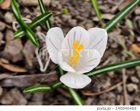Delicate crocus blossoms in early spring. White crocuses with golden stamens and fresh foliage emerge Delicate crocus blossoms in early spring. White crocuses with golden stamens and fresh foliage emerge 140040488