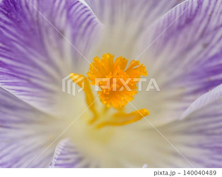 Highresolution macro photograph showcasing intricate structure and vivid hues of blooming crocus flower 140040489