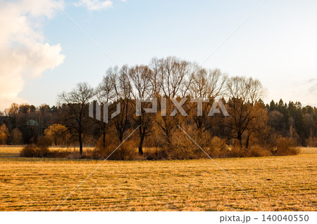 A cluster of leafless trees rises from a sun-kissed field under a bright sky, conveying a serene natural vibe. Distant forest adds quiet depth A cluster of leafless trees rises from a sun-kissed field under a bright sky, conveying a serene natural vibe. Distant forest adds quiet depth 140040550