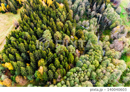 Vast aerial view of a vibrant autumn forest canopy, showing a mix of evergreen and deciduous trees with splashes of yellow foliage. A serene woodland scene from above Vast aerial view of a vibrant autumn forest canopy, showing a mix of evergreen and deciduous trees with splashes of yellow foliage. A serene woodland scene from above 140040603