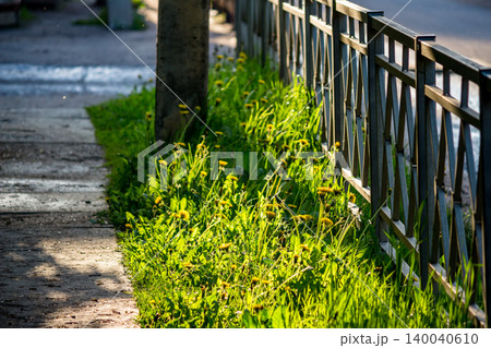 Vibrant dandelions and lush green grass basking in sunlight, bordering a metal fence and sidewalk. A common urban spring scene, full of life Vibrant dandelions and lush green grass basking in sunlight, bordering a metal fence and sidewalk. A common urban spring scene, full of life 140040610