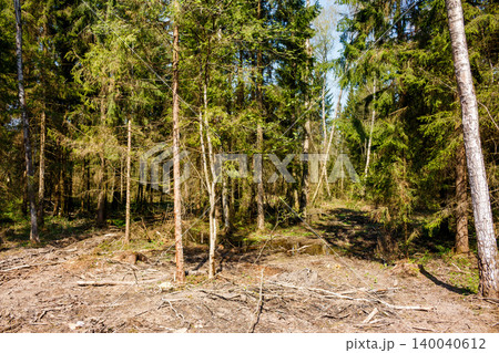 Woodland clearing after logging, showing dense evergreen trees contrasting with a sun-dappled ground full of scattered branches and stumps 140040612