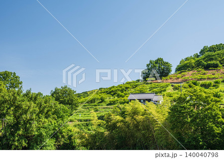 初夏の里山風景　山腹の果樹園　奈良県明日香村 140040798