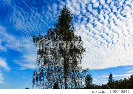 A tall birch tree against a deep blue sky, featuring cool, rippled clouds. A peaceful outdoor scene, showcasing nature's simple elegance A tall birch tree against a deep blue sky, featuring cool, rippled clouds. A peaceful outdoor scene, showcasing nature's simple elegance 140040842