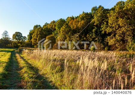 Golden hour light bathes a country path winding through a field of dry, feathery grass, bordered by vibrant autumn trees under a clear sky Golden hour light bathes a country path winding through a field of dry, feathery grass, bordered by vibrant autumn trees under a clear sky 140040876