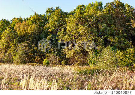 Golden dry grass sways in front of a verdant autumn forest under a clear sky, depicting a serene rural landscape Golden dry grass sways in front of a verdant autumn forest under a clear sky, depicting a serene rural landscape 140040877