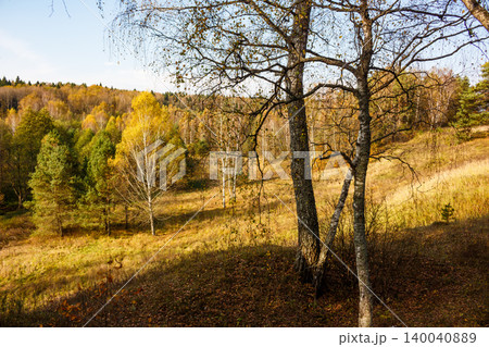 Charming birches frame a vibrant autumn forest, showcasing nature's golden tapestry and crisp fall colors. A serene seasonal landscape Charming birches frame a vibrant autumn forest, showcasing nature's golden tapestry and crisp fall colors. A serene seasonal landscape 140040889