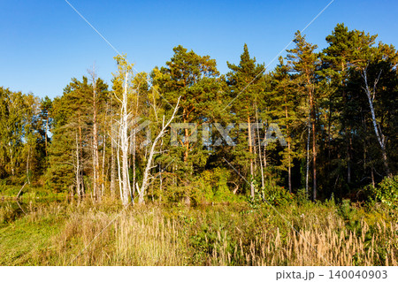 Lush forest edge with towering pines and birches beside a tranquil pond. Golden tall grass fills the foreground under a clear blue sky, hinting at a peaceful summer or autumn day Lush forest edge with towering pines and birches beside a tranquil pond. Golden tall grass fills the foreground under a clear blue sky, hinting at a peaceful summer or autumn day 140040903