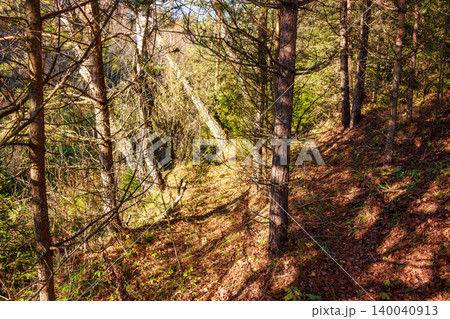 Sunny forest scene with tall pine trees on a sloping, leafy ground. Long shadows stretch across the woodland, showing the beauty of nature Sunny forest scene with tall pine trees on a sloping, leafy ground. Long shadows stretch across the woodland, showing the beauty of nature 140040913
