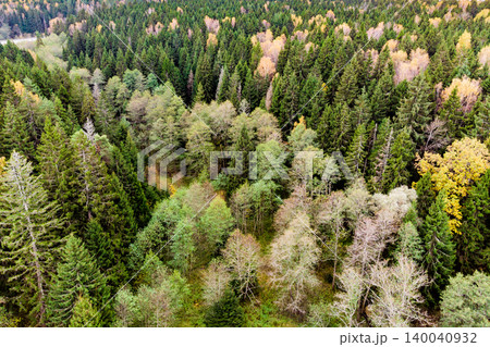 Lush forest canopy with evergreen firs and pines mingling with golden and light-green deciduous trees. A scenic aerial view showcasing autumn's embrace on nature's tapestry Lush forest canopy with evergreen firs and pines mingling with golden and light-green deciduous trees. A scenic aerial view showcasing autumn's embrace on nature's tapestry 140040932