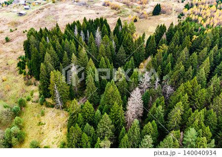 Aerial shot of a thick coniferous forest, its lush green canopy contrasting with a few stark, bare trees. Rolling hills and a distant village peek from the backdrop Aerial shot of a thick coniferous forest, its lush green canopy contrasting with a few stark, bare trees. Rolling hills and a distant village peek from the backdrop 140040934