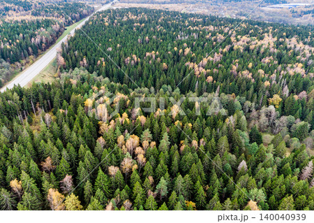 Autumn forest drone view: a rich tapestry of green conifers and golden deciduous trees. A straight road cuts through this vast natural wilderness 140040939