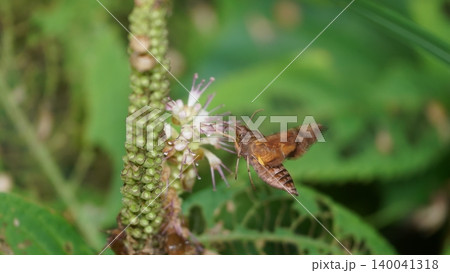 ミカエリソウの蜜を吸うホシホウジャク ミカエリソウの蜜を吸うホシホウジャク 140041318