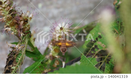 ミカエリソウの蜜を吸うホシホウジャク ミカエリソウの蜜を吸うホシホウジャク 140041319