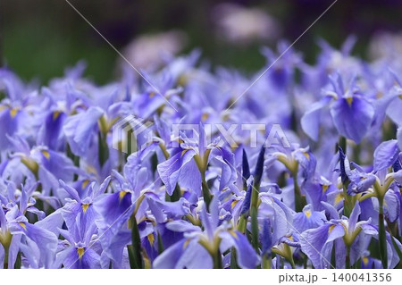 紫の花菖蒲 紫の花菖蒲 140041356