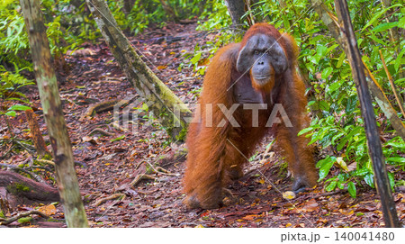 Orangutan, Tanjung Puting National Park, Indonesia Orangutan, Tanjung Puting National Park, Indonesia 140041480
